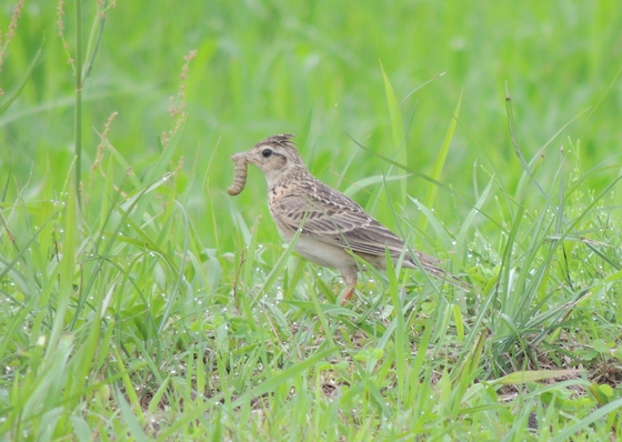 ヒバリ（子育てなのか餌を捕っては草むらに走り去りました）